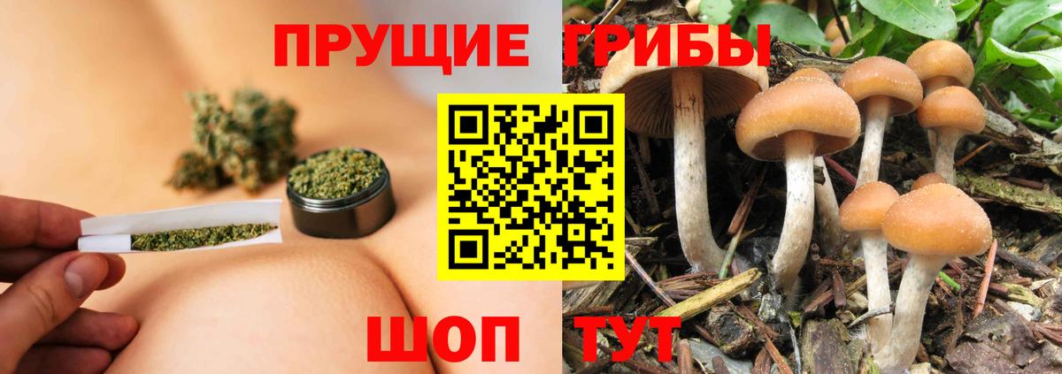 Галлюциногенные грибы Magic Shrooms  Вход с VPN  Луга  Псилоцибиновые грибы Psilocybe 